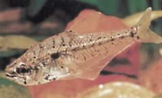 Asiphonichthys condei Tetra de sticlă cu solzi mici