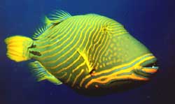 Balistapus undulatus (Ondulat)