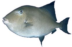 Balistes carolinensis (Porc)