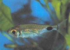 Bathyaethiops greeni (Green Characin)