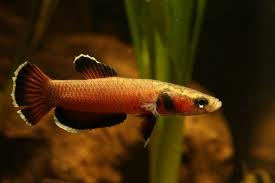 Betta channoides  (Snakehead Fighter (ANG))
