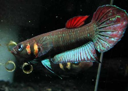 Betta foerschi  (BETTA CAMELEON)