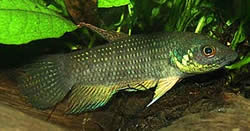 Betta trifasciata Luptător