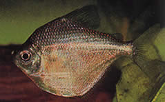 Brachychalcinus orbicularis (DISCUL CHARACIN)