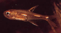 Brittanichthys sp Luminescent Dashes Tetra