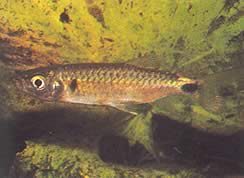 Brycinus macrolepidotus (Tetra cu scale adevărate)