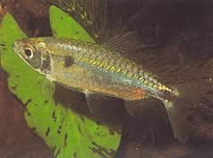 Brycinus schoutedeni (Brincinus cu scară grandioasă)