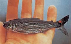 Brycon rubricauda (Brycon cu aripioare roșii)