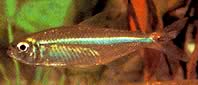 Bryconops affinis (Briconops conice)