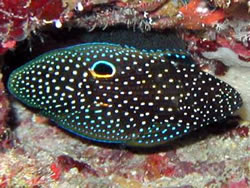 Calloplesiops altivelis (Cometă)