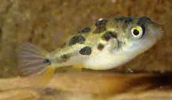 Carinotetraodon travancoricus