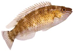 Centrolabrus exoletus De modă veche