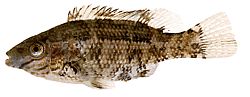 Centrolabus melops Crenilabre comună