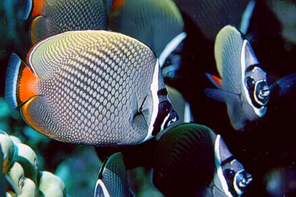 Chaetodon collare Chaetodon Colale