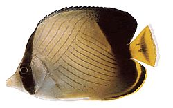 Chaetodon decussatus Chétodon false-vagabond