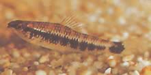 Characidium fasciatum (Characidium fascinat)
