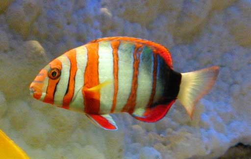 Choerodon sp (Buclă)