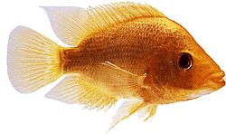 Cichlasoma citrinellum