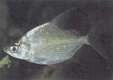 Citharinus citharus Rahat din spate mare