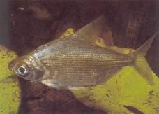 Citharinus congicus Congo Citharine