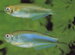 Coelurichthys microlepis (Tetra Crutor cu cântare mici, Barberos)