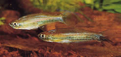 Coelurichthys tenuis Tetra a ținut, Tetra-Barberos