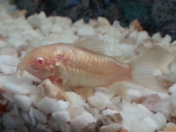 Corydoras aeneus albinos Corydoras albinos