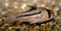 Corydoras axelrodi (Corydoras d'Oxelrod)