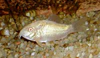Corydoras paleatus albinos (Corydoras paleatus albinos)