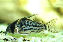 Corydoras schwartzi (Corydoras cu cinci trupe)