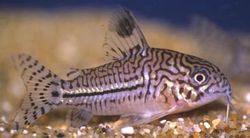 Corydoras trilineatus (Corydoras cu trei bandă)