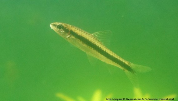 Crossocheilus siamensis