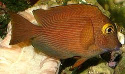 Ctenochaetus strigosus (Kole)