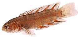 Ctenopoma ansorgei