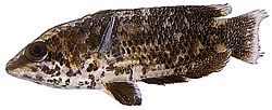 Ctenopoma oxyrhynchus Păun