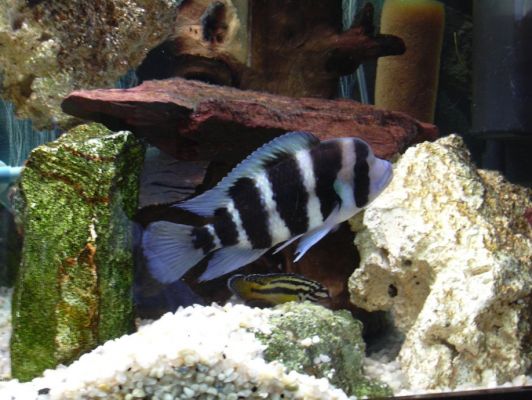 Cyphotilapia frontosa blue zaire moba Frontosa albastru zaire moba