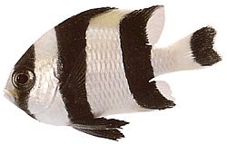 Dascyllus melanurus Doamnă neagră