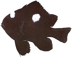 Dascyllus trimaculatus (Trei spoturi)