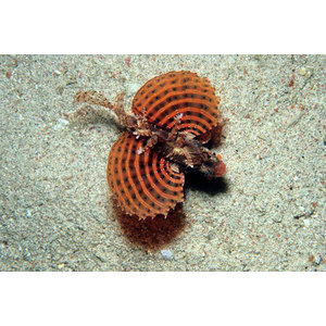 Dendrochirus brachypterus (Pitic)