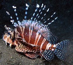Dendrochirus zebra (Scor pitic)