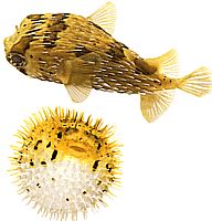 Diodon holocanthus