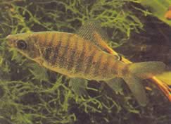 Distichodus fasciolatus (Districtul cu dungi gri)
