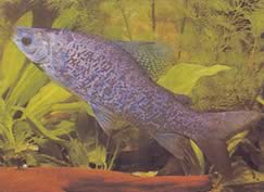 Distichodus notospilus (Distichness Shad)