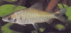 Distichodus rostratus (Distithodus la Rostre)