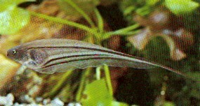 Eigenmannia virescens (Cuțite de sticlă pește)