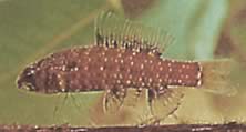 Elachocharax georgiae (Tetrager pitic)