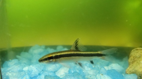 Epalzeorhynchus kallopterus (Aripioare frumoase)