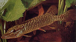 Esox lucius (Europa Pike)