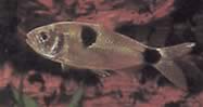 Exodon paradoxus (Tetra-Tiger cu două locuri)