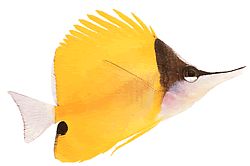 Forcipiger longirostris (Chelmon cu cioc lung)